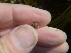 Micrelenchus sanguineus