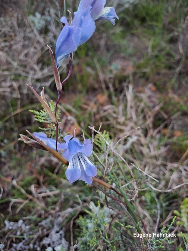 Image of Gladiolus gracilis by (c) Eugene Hahndiek, some rights reserved (CC BY-SA)