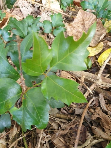 Foto de Trepadeira-vinga