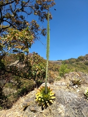 Agave horrida