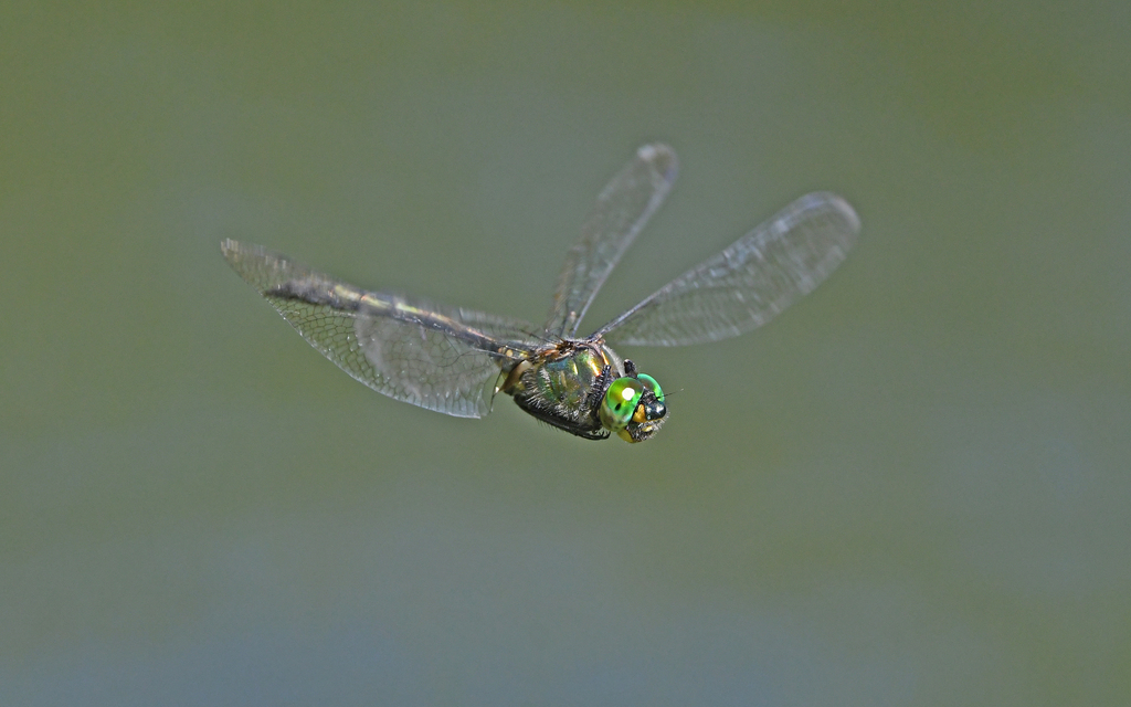 Balkan Emerald
