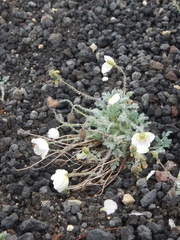 Papaver alboroseum