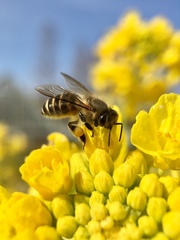 Apis cerana japonica