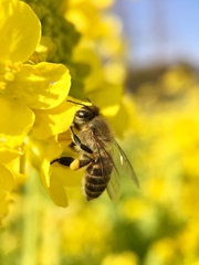 Apis cerana japonica