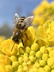 Apis cerana japonica