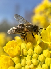 Apis cerana japonica