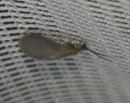 Sisyra terminalis
