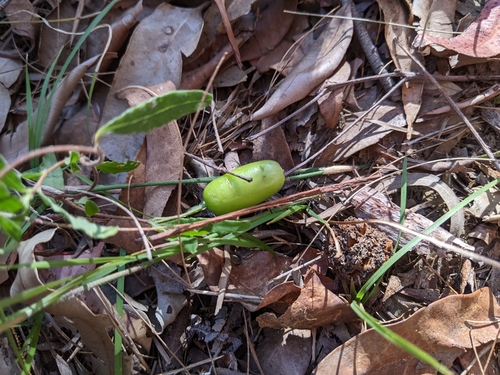 Billardiera rubens (Billardiera rubens)
