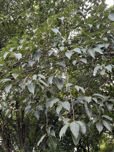 Ficus virens