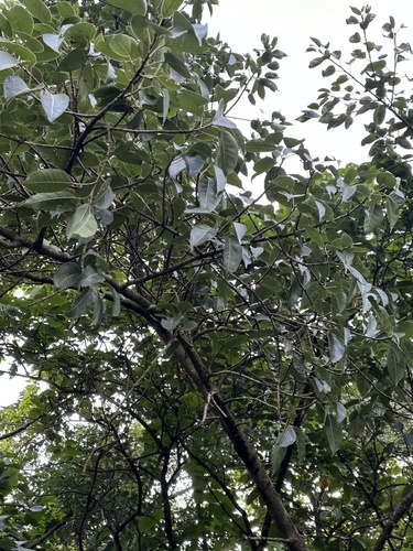 Ficus virens