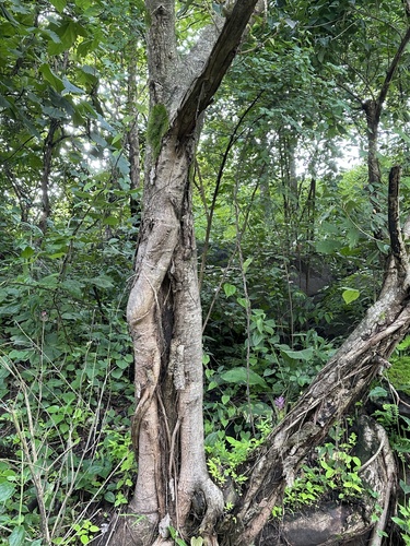 Ficus virens