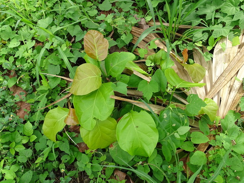 False-birch tree (Coccoloba spicata)