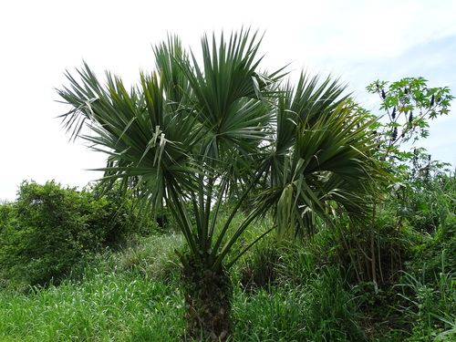 Sabal mexicana