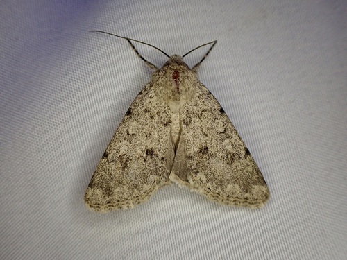 Dichagyris devota