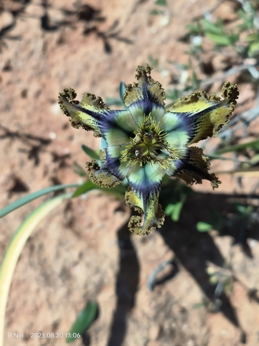 Image of Ferraria variabilis by (c) Ricus Nel, some rights reserved (CC BY)