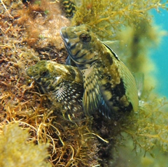 Lepidoblennius marmoratus