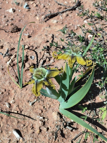 Ferraria variabilis