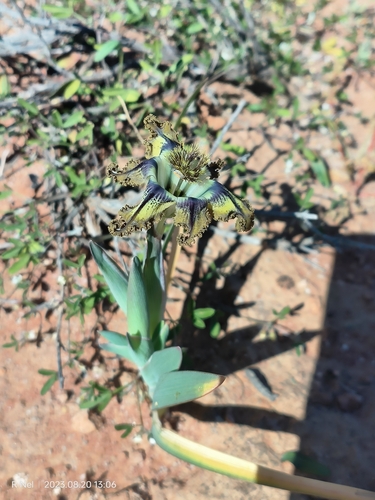 Ferraria variabilis