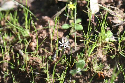 Wurmbea sinora (Wurmbea sinora)