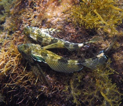 Lepidoblennius marmoratus