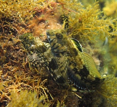 Lepidoblennius marmoratus