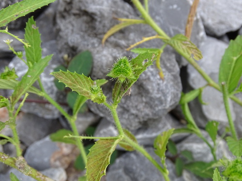 Image of Caperonia palustris by (c) Alexis López Hernández, some rights reserved (CC BY)