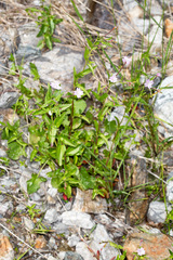 Epilobium collinum