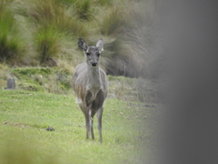 Odocoileus virginianus ustus