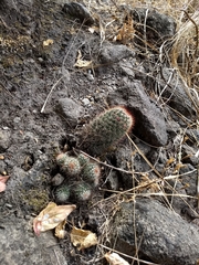 Mammillaria spinosissima spinosissima