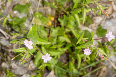 Epilobium collinum
