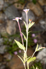 Epilobium collinum