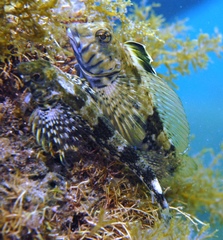 Lepidoblennius marmoratus