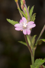 Epilobium collinum