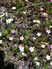 Leptosiphon jepsonii