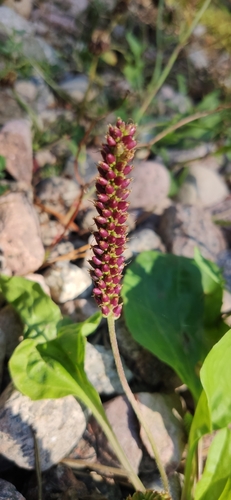 Plantago major
