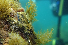 Lepidoblennius marmoratus