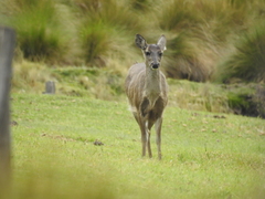 Odocoileus virginianus ustus