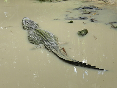 Crocodylia
