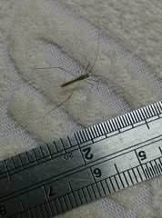 Mecistoscelis scirtetoides