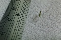 Mecistoscelis scirtetoides