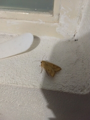 Noctuoidea