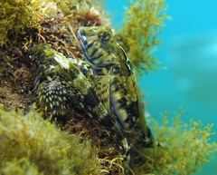 Lepidoblennius marmoratus