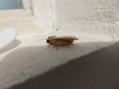 Noctuoidea