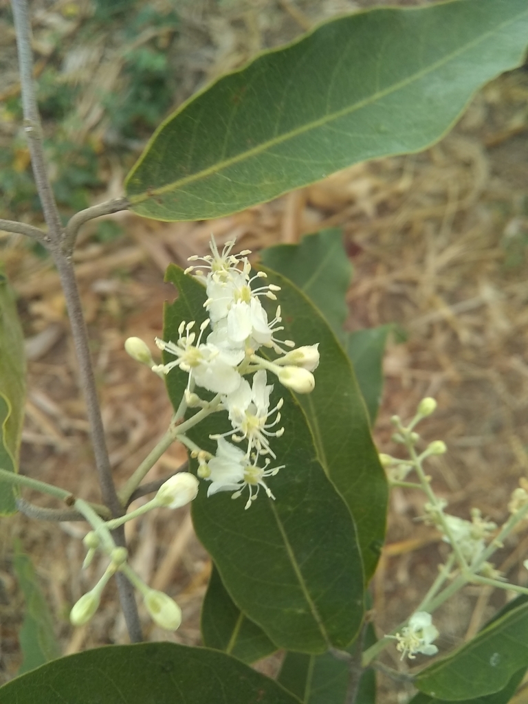Psychopterys multiflora