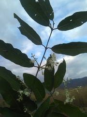 Psychopterys multiflora