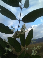 Psychopterys multiflora