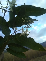 Psychopterys multiflora