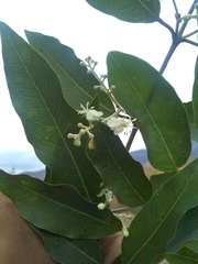 Psychopterys multiflora