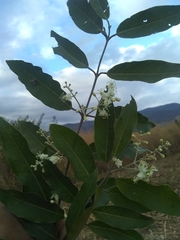 Psychopterys multiflora