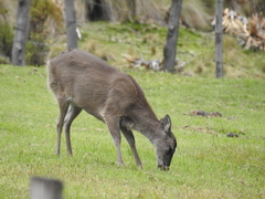 Odocoileus virginianus ustus